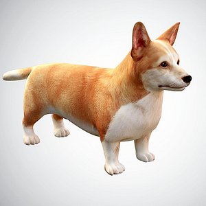Realistic High Detailed Low Poly Rigged Corgi