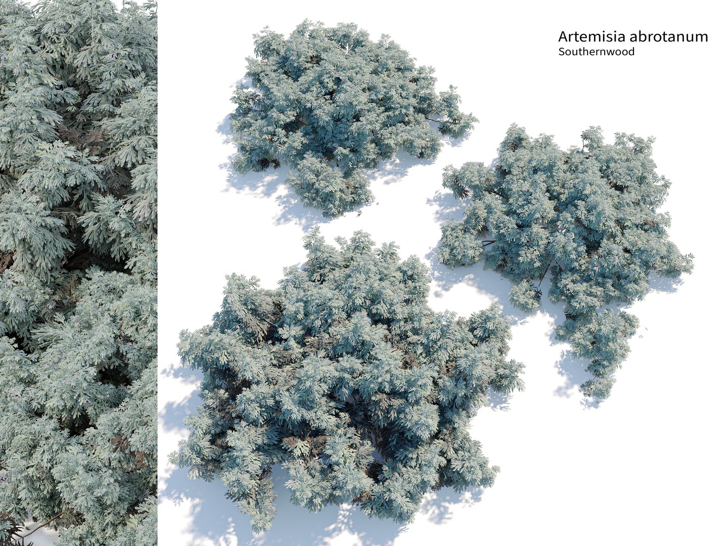 3D Artemisia abrotanum model https://p.turbosquid.com/ts-thumb/R2/LanmF3/Dk/preview1ascgt/jpg/1748838819/1920x1080/fit_q87/2955ac9c385189acd957a65a122da0ad802aeef9/preview1ascgt.jpg