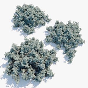 3D Artemisia abrotanum model