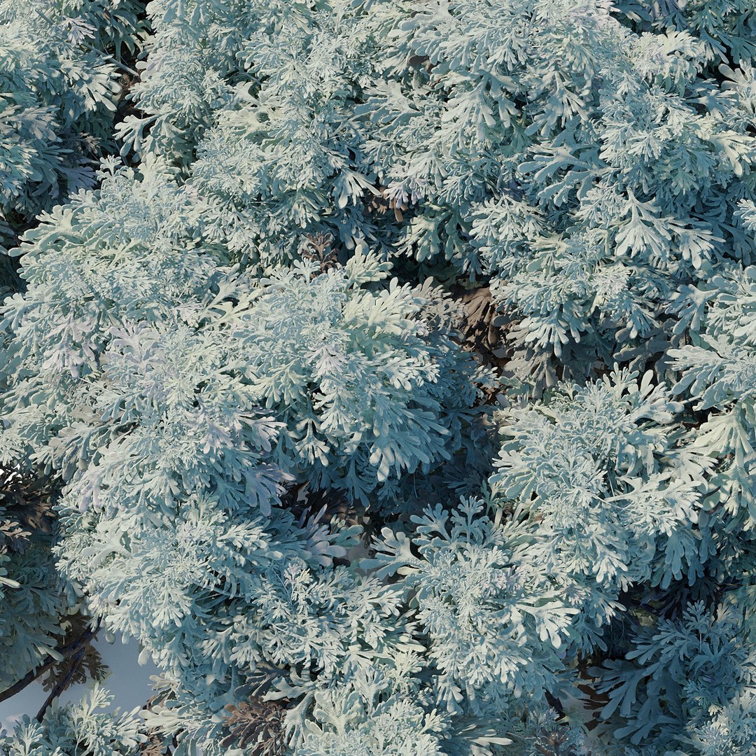 3D Artemisia abrotanum model https://p.turbosquid.com/ts-thumb/R2/LanmF3/HF/preview6asxf/jpg/1748838821/1920x1080/fit_q87/aa19762ff6501a4100ea7f540b15638720171023/preview6asxf.jpg