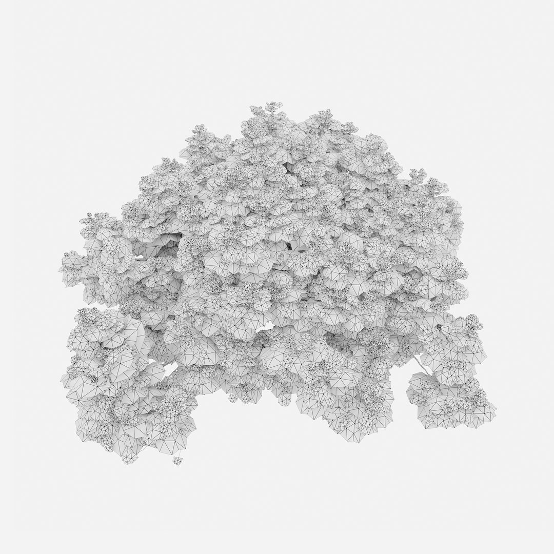 3D Artemisia abrotanum model https://p.turbosquid.com/ts-thumb/R2/LanmF3/Qn/preview5asxf/jpg/1748838821/1920x1080/fit_q87/6cf13eea7d359e49ec4aaf8e8d28150e20ef61eb/preview5asxf.jpg