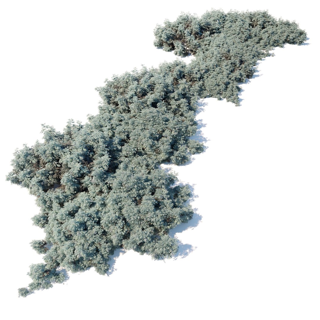 3D Artemisia abrotanum model https://p.turbosquid.com/ts-thumb/R2/LanmF3/pf/preview3asxf/jpg/1748838818/1920x1080/fit_q87/b51d69f0a0c166897d81f985726a8f443345c1ee/preview3asxf.jpg