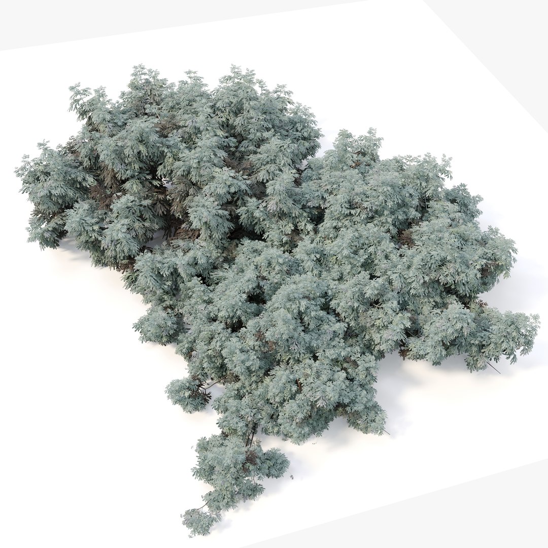 3D Artemisia abrotanum model https://p.turbosquid.com/ts-thumb/R2/LanmF3/rz/preview4asxf/jpg/1748838820/1920x1080/fit_q87/e4283a8fc9000189f3e4412e7b5bbba0688635cb/preview4asxf.jpg