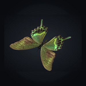 Papilio maackii - Green Swallowtail Butterfly