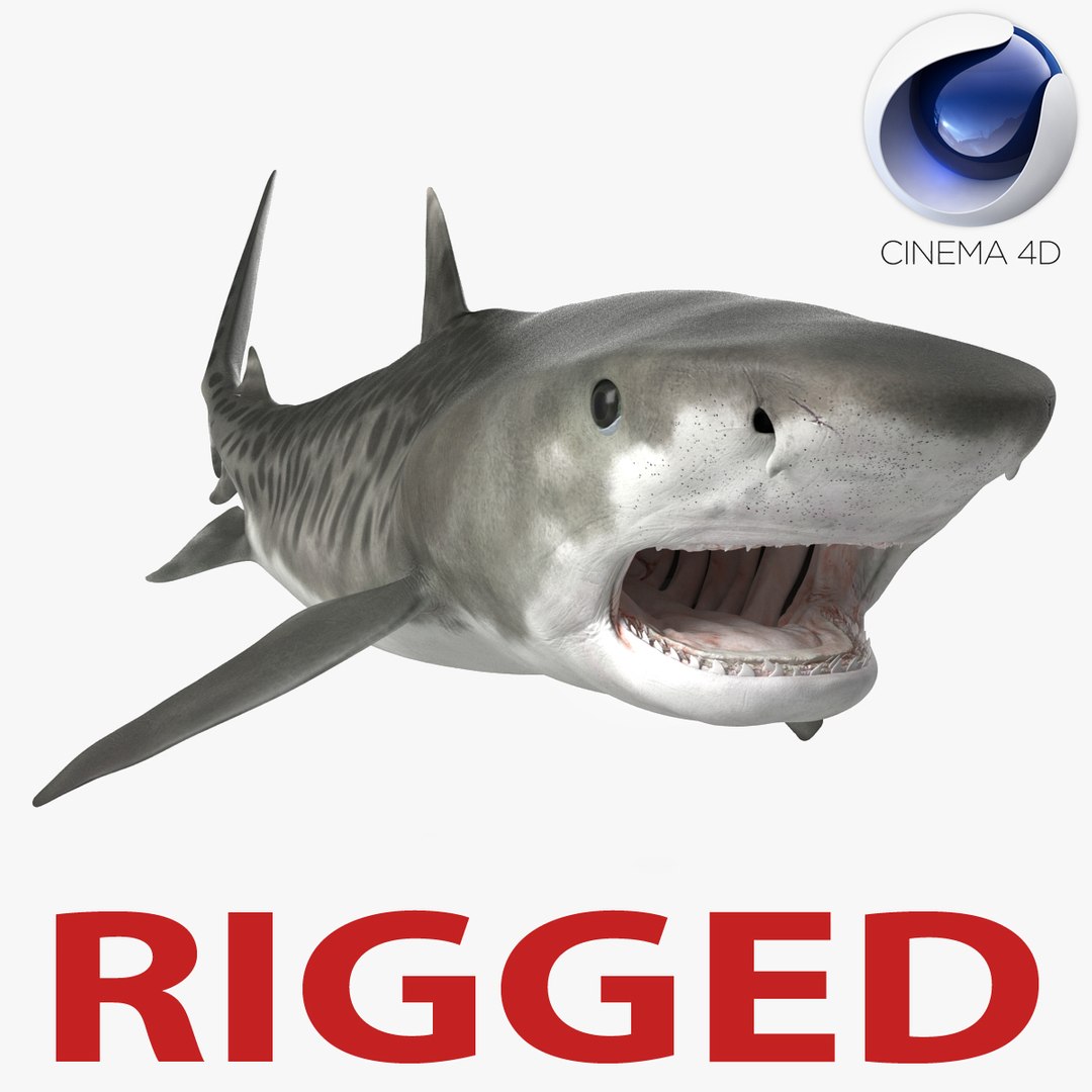 Tiger Shark Rigged for Cinema 4D 3D model preview