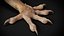 HQ Hemidactylus Turcicus Gecko