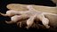 HQ Hemidactylus Turcicus Gecko