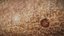 HQ Hemidactylus Turcicus Gecko