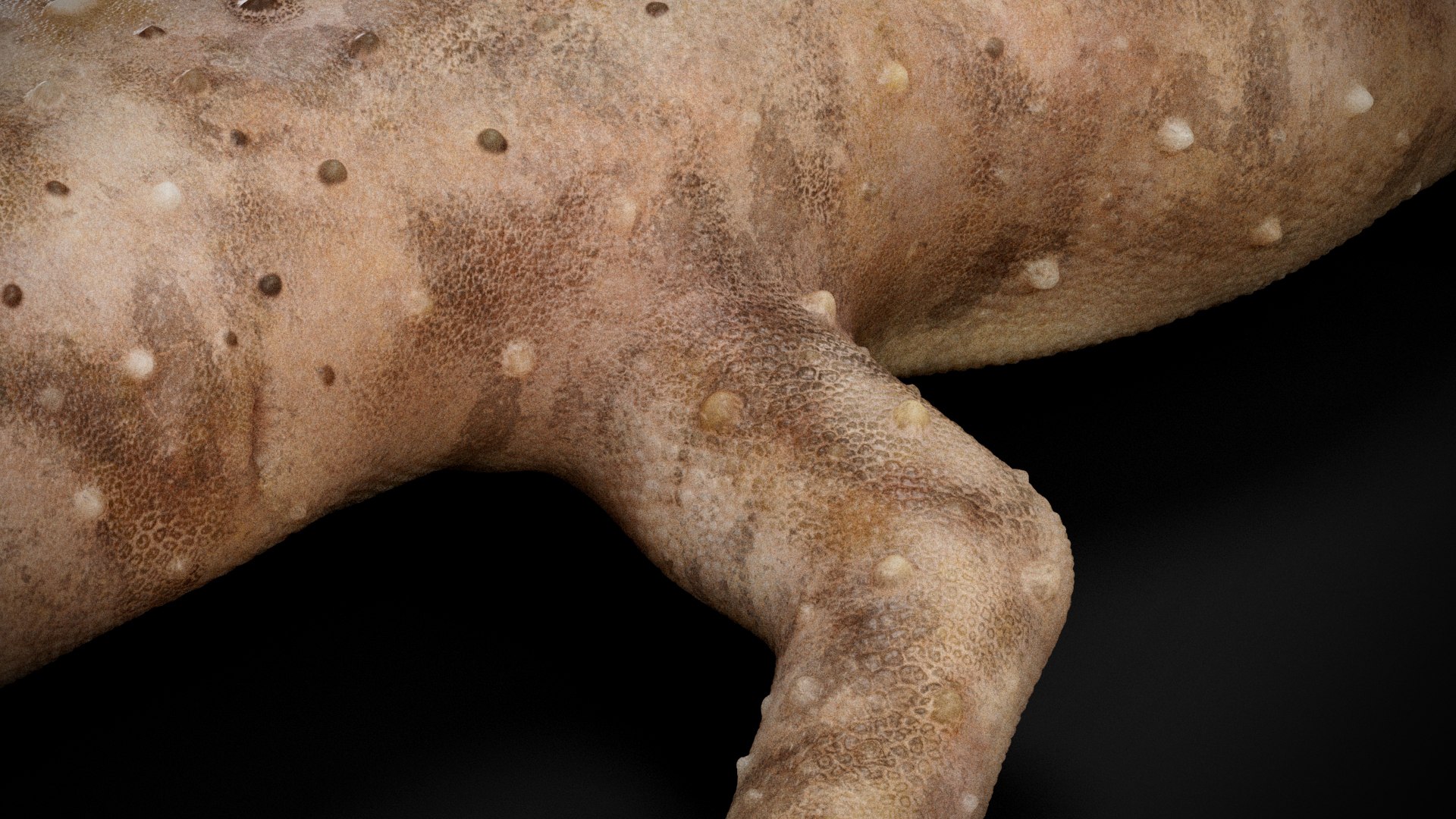 HQ Hemidactylus Turcicus Gecko 3D model https://p.turbosquid.com/ts-thumb/R2/Uaz8DC/Sp/s8copy/jpg/1752735502/1920x1080/fit_q87/2d532e23066fbf14718a582a13812a91d3b09a81/s8copy.jpg