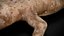 HQ Hemidactylus Turcicus Gecko