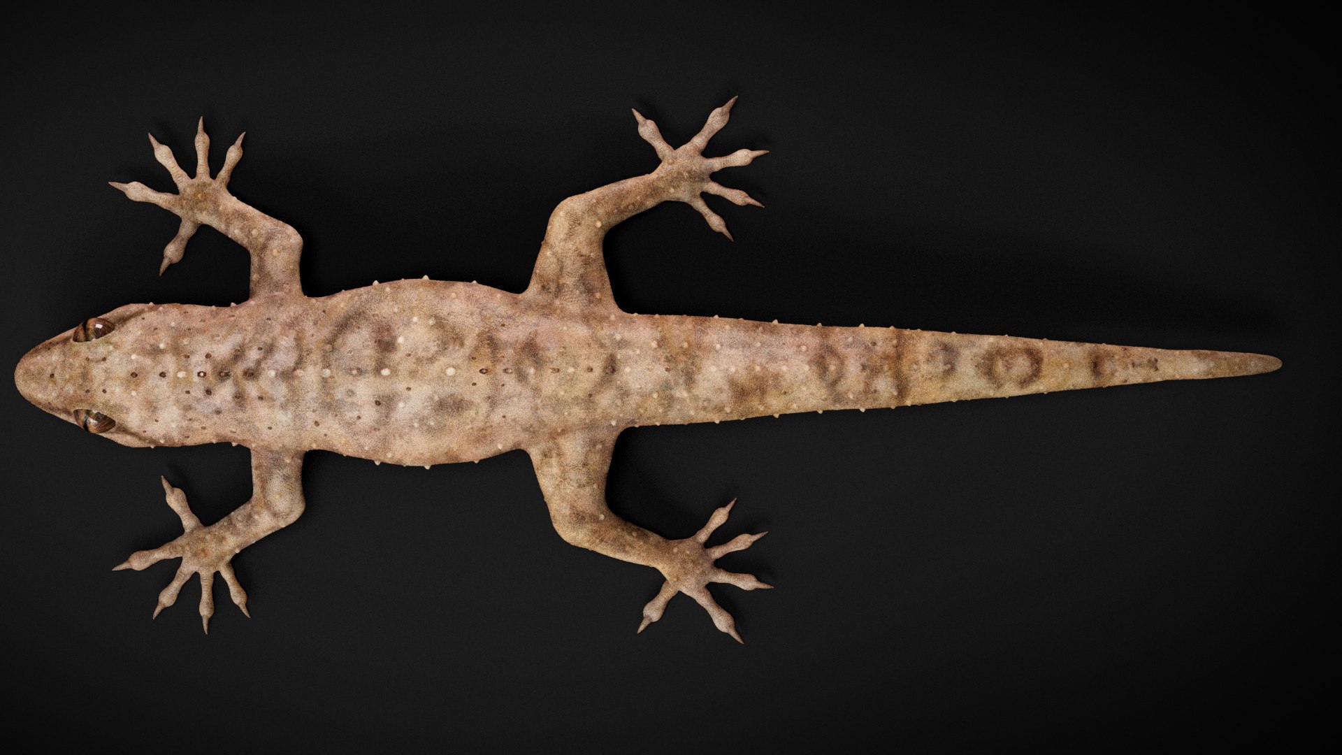 HQ Hemidactylus Turcicus Gecko 3D model https://p.turbosquid.com/ts-thumb/R2/Uaz8DC/UG/s10copy/jpg/1752735508/1920x1080/fit_q87/7afba7b7af790090c1026092c7a23f9e05d05761/s10copy.jpg