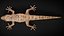 HQ Hemidactylus Turcicus Gecko