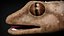 HQ Hemidactylus Turcicus Gecko