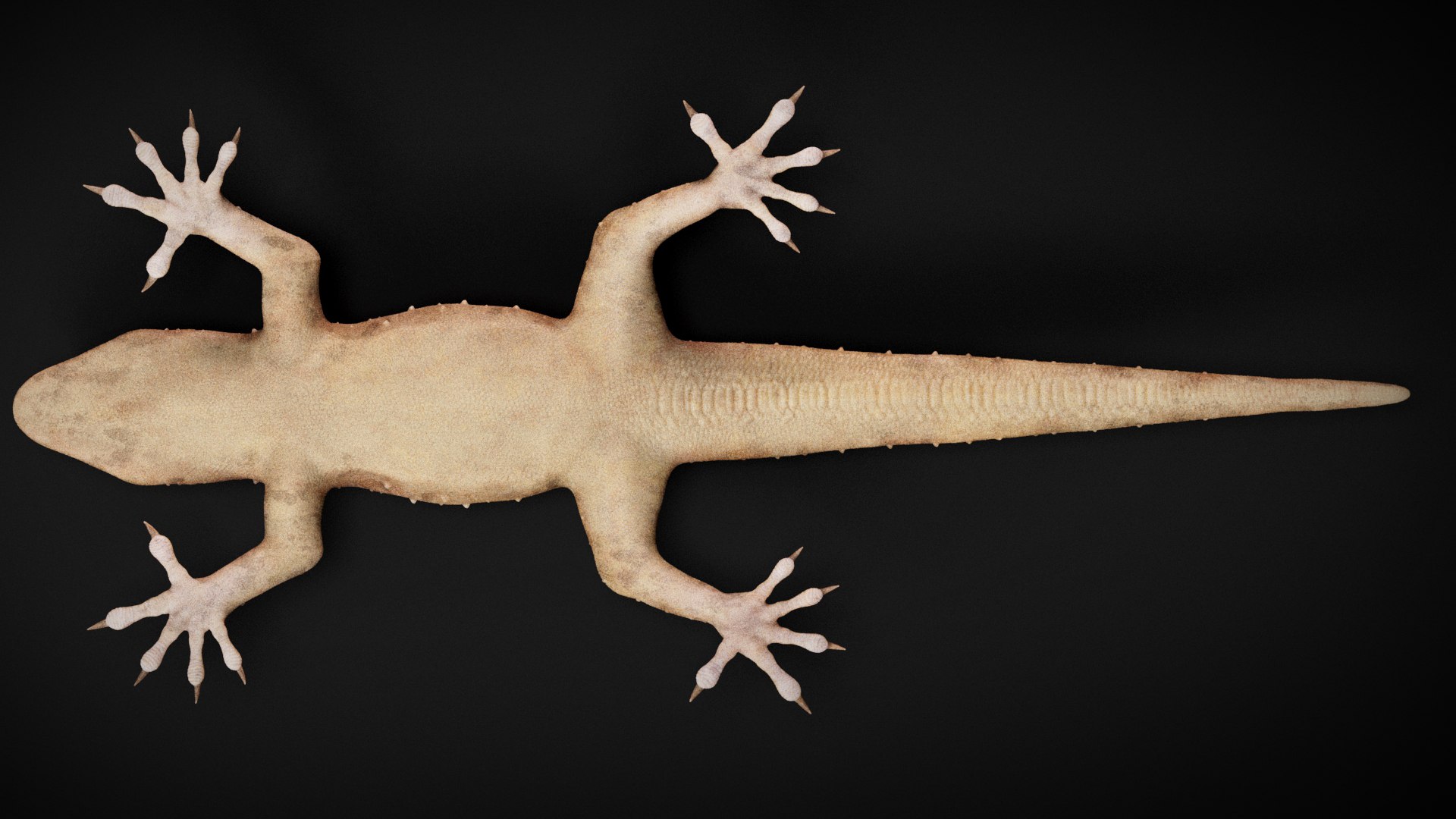 HQ Hemidactylus Turcicus Gecko 3D model https://p.turbosquid.com/ts-thumb/R2/Uaz8DC/k0/s14copy/jpg/1752735532/1920x1080/fit_q87/260549cba01edde9df1576da02961b901cad5398/s14copy.jpg