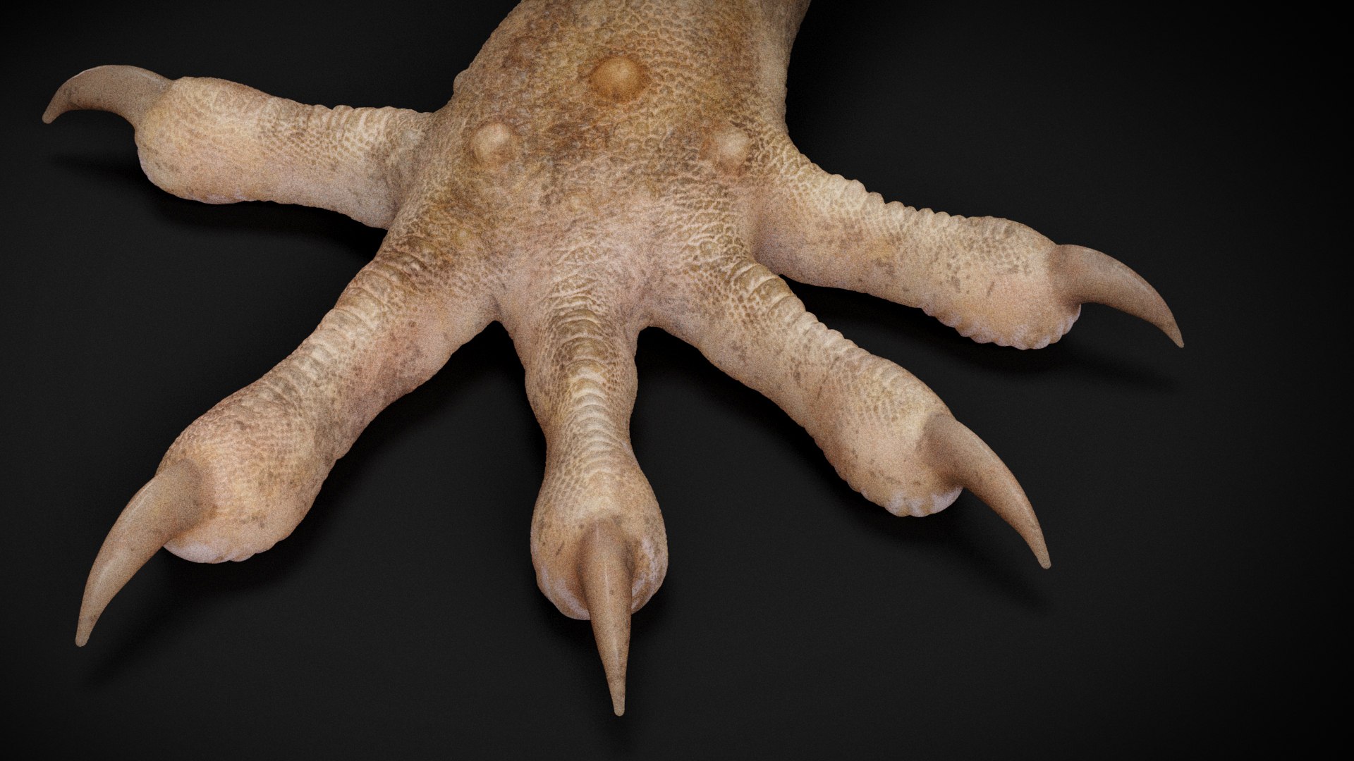 HQ Hemidactylus Turcicus Gecko 3D model https://p.turbosquid.com/ts-thumb/R2/Uaz8DC/kz/s5copy/jpg/1752735477/1920x1080/fit_q87/7fd9a9fb356c46fba32ef08ab557d35478e4a499/s5copy.jpg