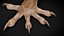 HQ Hemidactylus Turcicus Gecko
