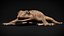HQ Hemidactylus Turcicus Gecko