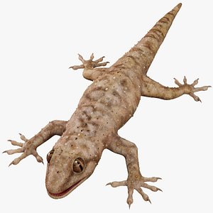 HQ Hemidactylus Turcicus Gecko 3D model