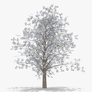 platanus winter 3D model