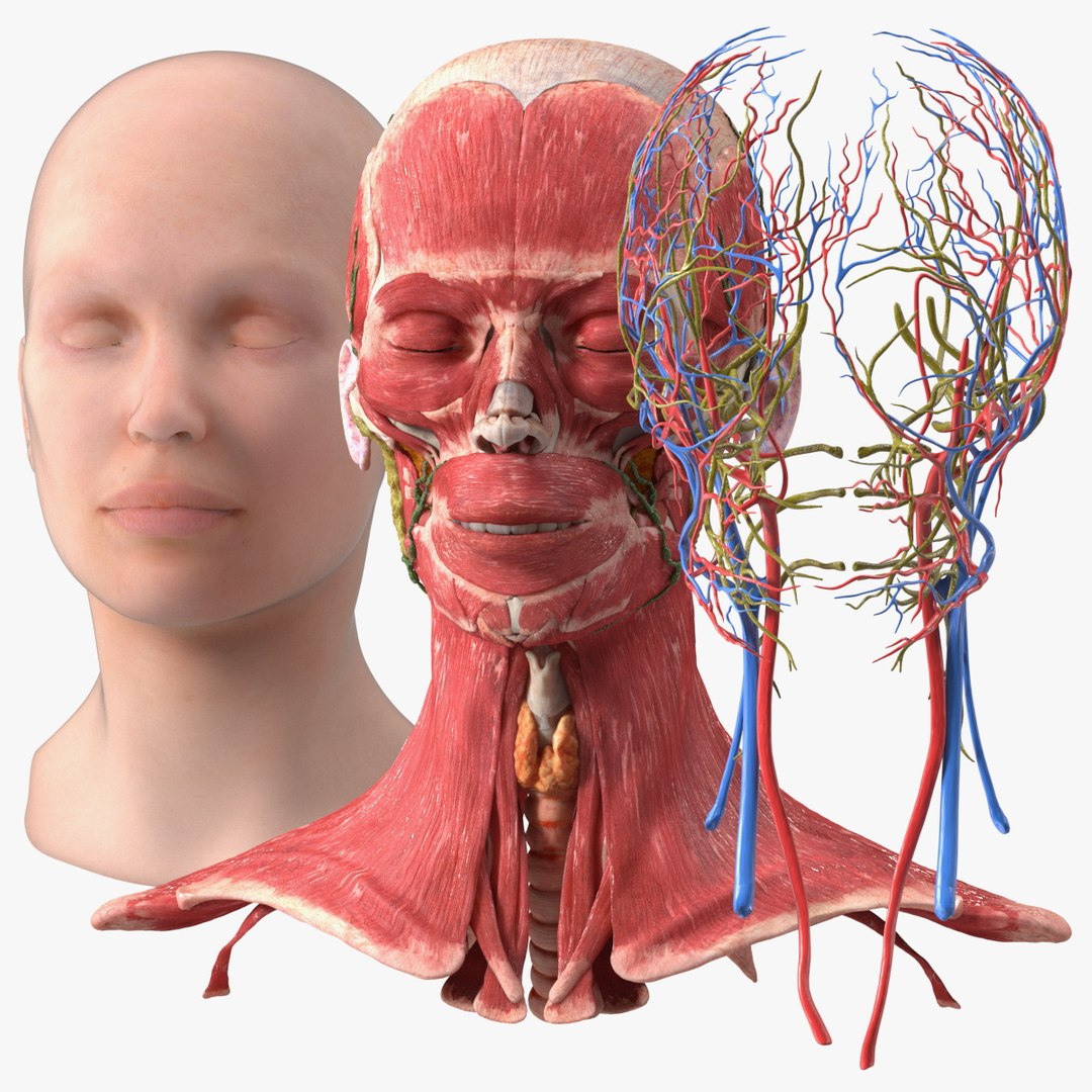 Female Head Full Anatomy and Skin 3D model preview