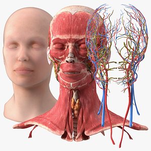 3D Female Head Full Anatomy and Skin