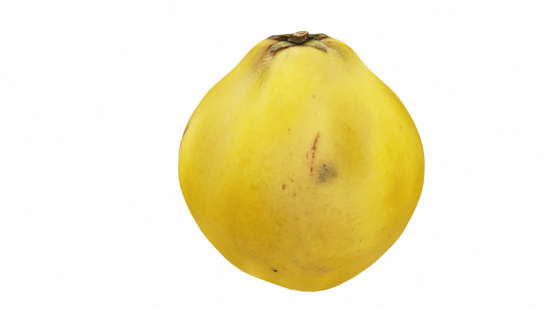 3D Quince https://p.turbosquid.com/ts-thumb/R2/c1qtoa/DW/quince4/jpg/1770013561/1920x1080/fit_q87/487c386ffc3542739ca23b4a98ec19675ba37f80/quince4.jpg