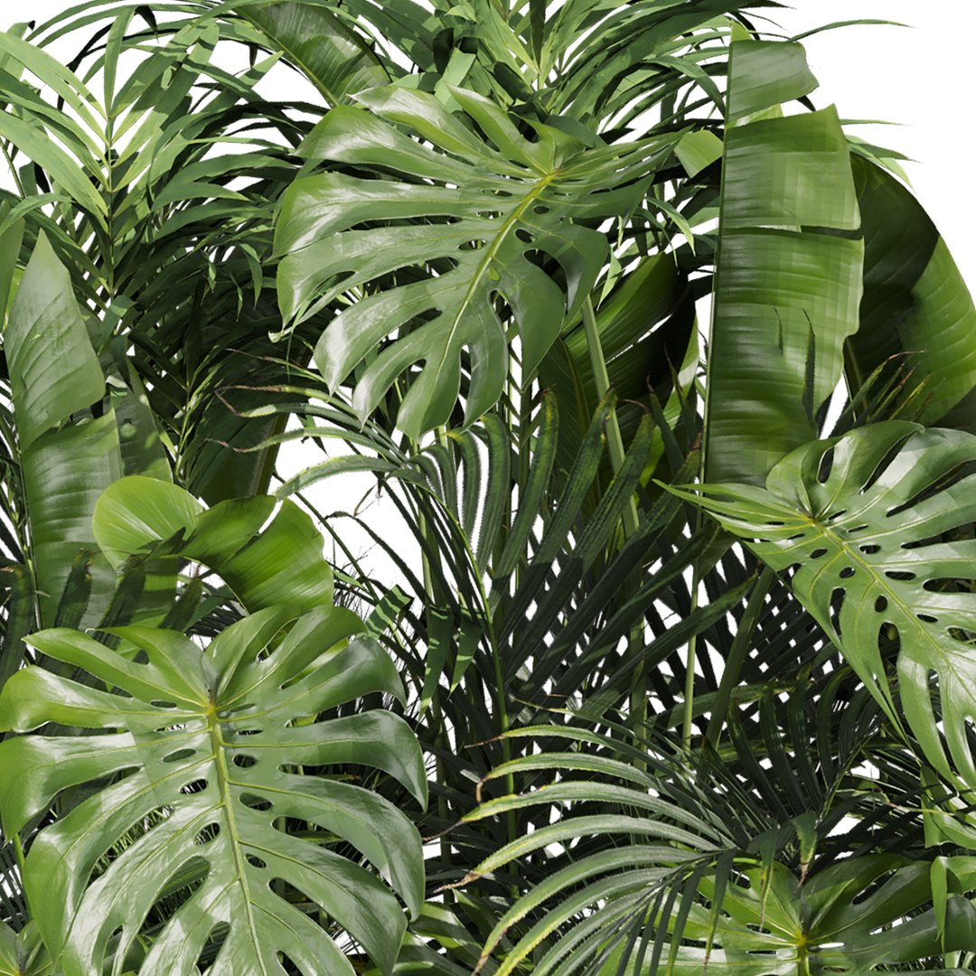 plant vol 966 - banana - monstera - palm 3D model https://p.turbosquid.com/ts-thumb/R2/fNywL9/Xr/4/jpg/1785241365/1920x1080/fit_q87/6626caa7fc4064595556c67956b949601404db25/4.jpg