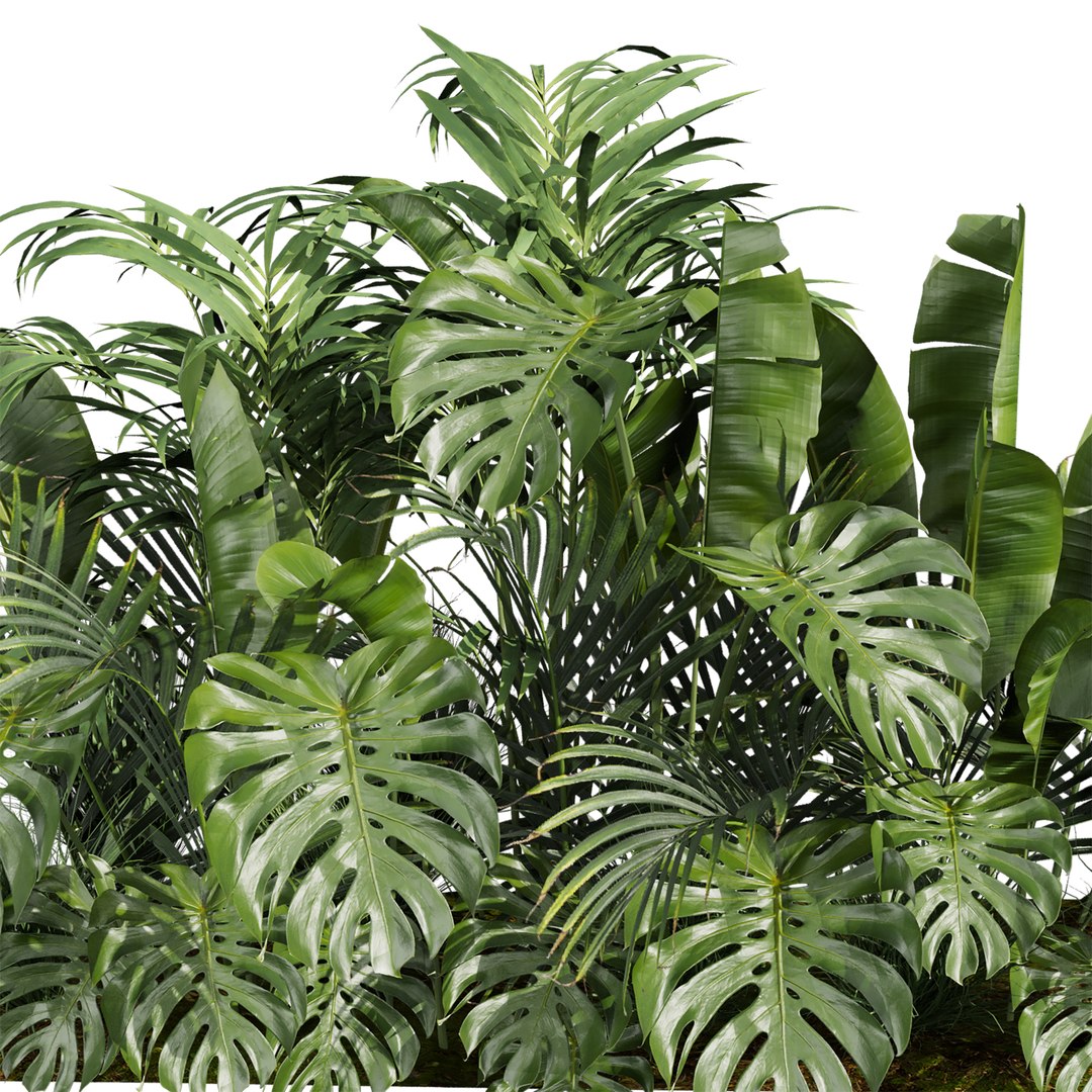 plant vol 966 - banana - monstera - palm 3D model https://p.turbosquid.com/ts-thumb/R2/fNywL9/u9/2/jpg/1785241364/1920x1080/fit_q87/3a620bf65a0ac6d29fd4eb0ddb148402b6c11b11/2.jpg
