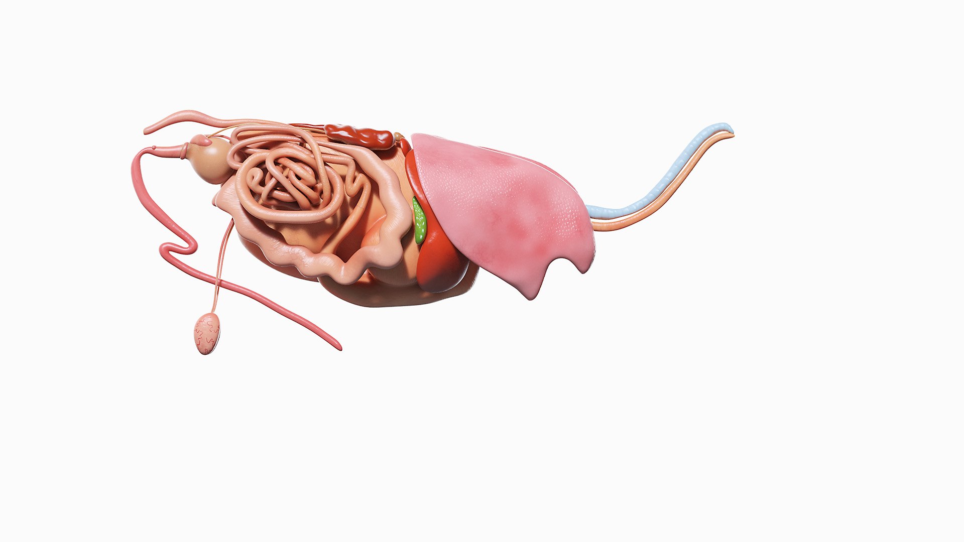 3D Bull Anatomy Static - TurboSquid 1710999