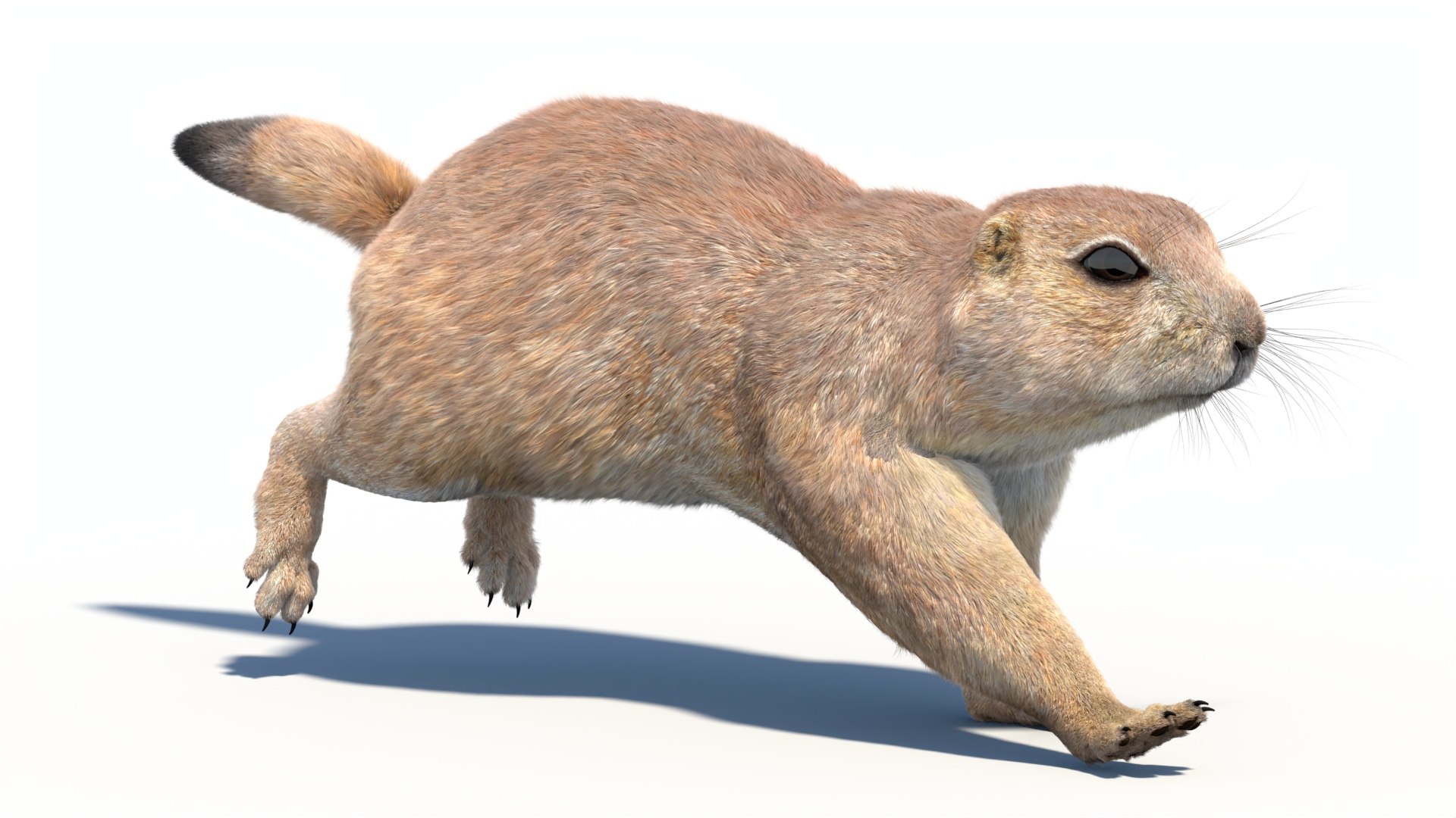 Rigged Prairie Dog with Fur 3D https://p.turbosquid.com/ts-thumb/R3/4P1cyd/1q/riggedprairiedog_withfur3dmodel10/jpg/1726757779/1920x1080/fit_q87/357d1d80aeca41985e6e5a338315498a565be801/riggedprairiedog_withfur3dmodel10.jpg