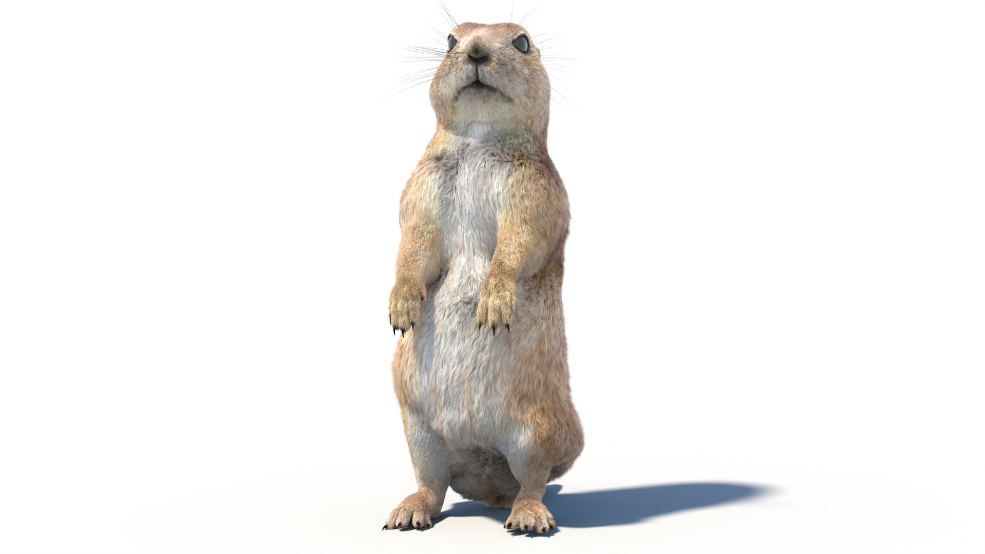Rigged Prairie Dog with Fur 3D https://p.turbosquid.com/ts-thumb/R3/4P1cyd/Si/prairiedogstandingfur3dmodel/jpg/1726758182/1920x1080/turn_fit_q99/c3747805a6dd95c77eb312cc13cc64eed45de824/prairiedogstandingfur3dmodel-1.jpg