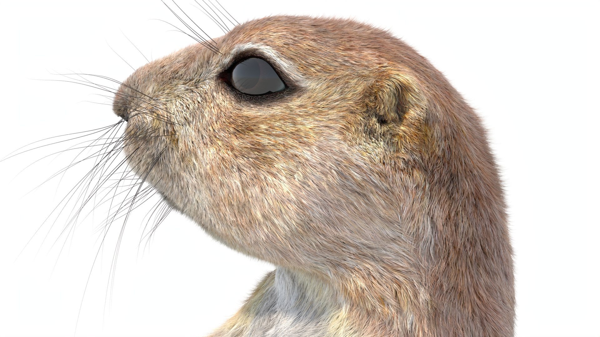 Rigged Prairie Dog with Fur 3D https://p.turbosquid.com/ts-thumb/R3/4P1cyd/Xm/riggedprairiedog_withfur3dmodel12/jpg/1726757780/1920x1080/fit_q87/ef147b8e2387bdc5a368e1ac3f827b74a5511ace/riggedprairiedog_withfur3dmodel12.jpg