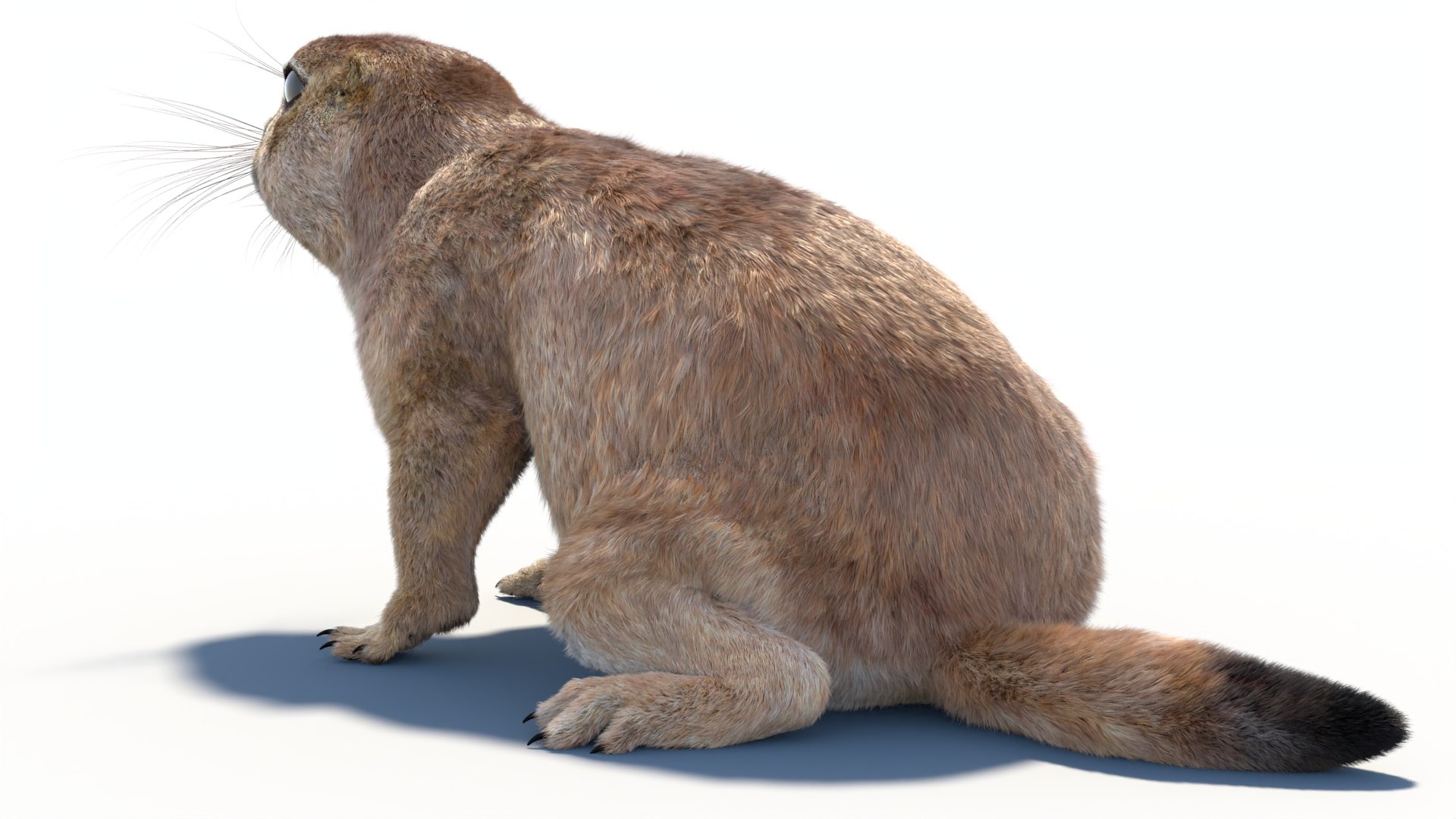Rigged Prairie Dog with Fur 3D https://p.turbosquid.com/ts-thumb/R3/4P1cyd/cZ/riggedprairiedog_withfur3dmodel07/jpg/1726757778/1920x1080/fit_q87/1ca9659b62b434245789be0dcc0ea7711b2b5496/riggedprairiedog_withfur3dmodel07.jpg