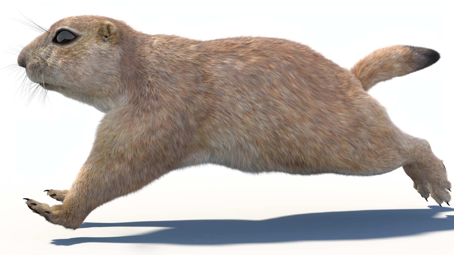 Rigged Prairie Dog with Fur 3D https://p.turbosquid.com/ts-thumb/R3/4P1cyd/fg/riggedprairiedog_withfur3dmodel11/jpg/1726757780/1920x1080/fit_q87/7971812c56485d3adf5ca28b9b6b2013308b073f/riggedprairiedog_withfur3dmodel11.jpg