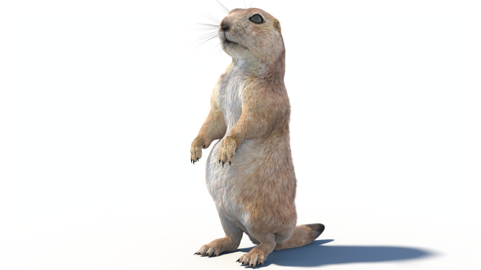 Rigged Prairie Dog with Fur 3D https://p.turbosquid.com/ts-thumb/R3/4P1cyd/gy/riggedprairiedog_withfur3dmodel05/jpg/1726757776/1920x1080/fit_q87/d555f3a51071cb87092b3d551d41e925fae0d335/riggedprairiedog_withfur3dmodel05.jpg
