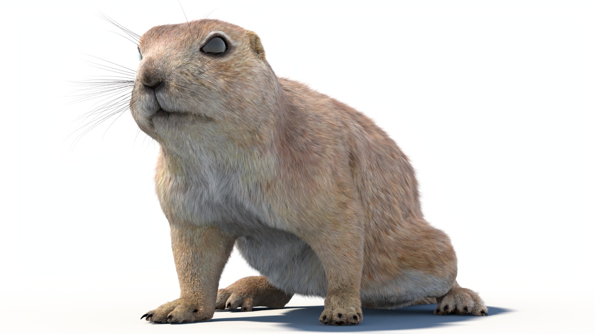 Rigged Prairie Dog with Fur 3D https://p.turbosquid.com/ts-thumb/R3/4P1cyd/hk/riggedprairiedog_withfur3dmodel04/jpg/1726757775/1920x1080/fit_q87/6971685562364421bb20d8a01e4fbefe37585c15/riggedprairiedog_withfur3dmodel04.jpg