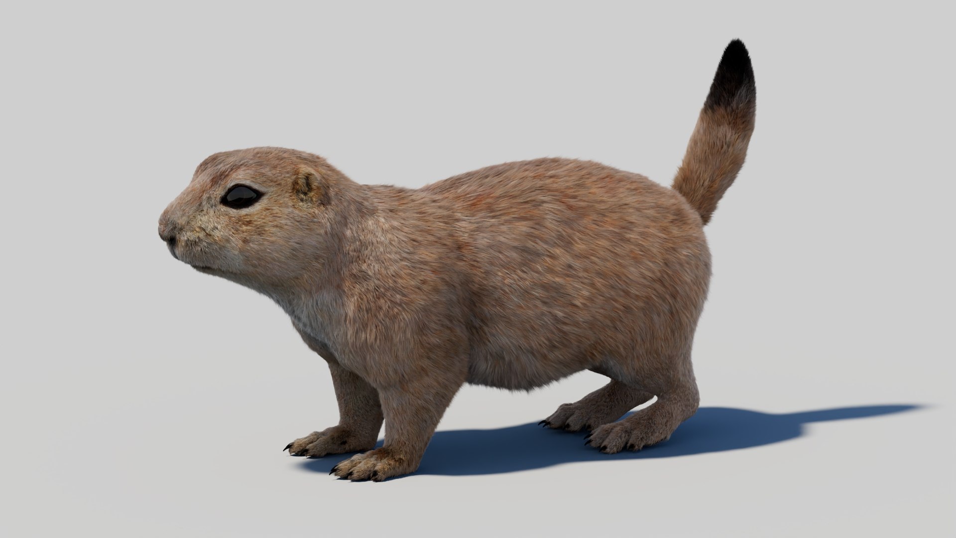 Rigged Prairie Dog with Fur 3D https://p.turbosquid.com/ts-thumb/R3/4P1cyd/mk/riggedprairiedog_withfur3dmodel09/jpg/1726757779/1920x1080/fit_q87/b61980eddae9ae70bb66d55d4fa3675be1a20ee2/riggedprairiedog_withfur3dmodel09.jpg