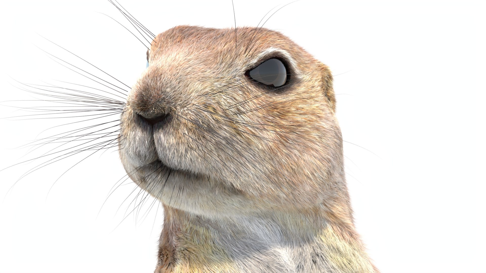 Rigged Prairie Dog with Fur 3D https://p.turbosquid.com/ts-thumb/R3/4P1cyd/nA/riggedprairiedog_withfur3dmodel13/jpg/1726760154/1920x1080/fit_q87/949ccc4cb581f7d17bbca82b9e224522fd7112ca/riggedprairiedog_withfur3dmodel13.jpg
