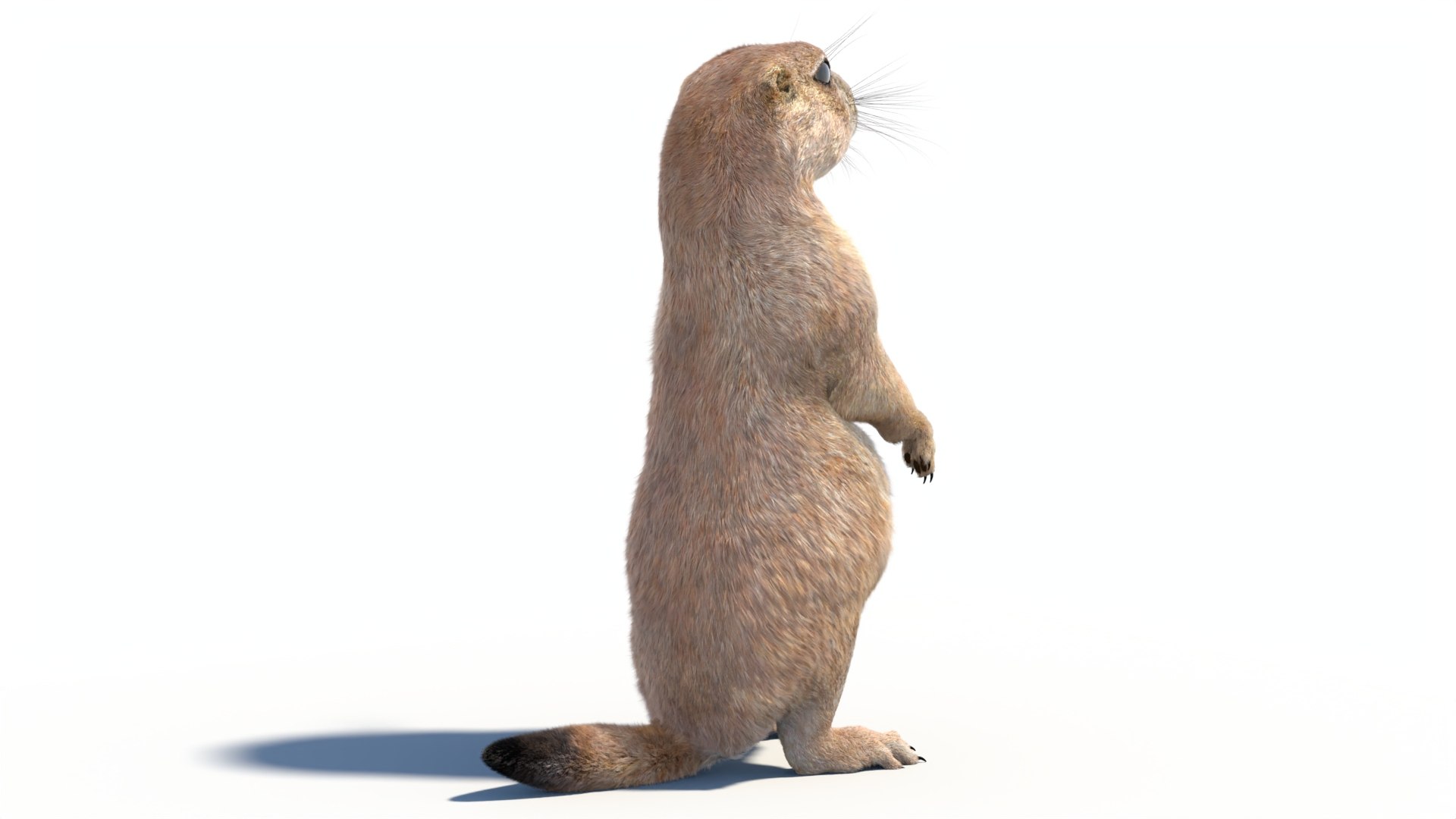 Rigged Prairie Dog with Fur 3D https://p.turbosquid.com/ts-thumb/R3/4P1cyd/oE/riggedprairiedog_withfur3dmodel06/jpg/1726757777/1920x1080/fit_q87/a043875eed717505628b08845b6c6a54f03ce8b5/riggedprairiedog_withfur3dmodel06.jpg