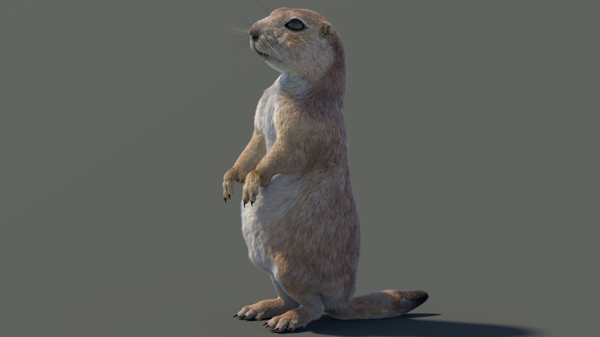 Rigged Prairie Dog with Fur 3D https://p.turbosquid.com/ts-thumb/R3/4P1cyd/sf/riggedprairiedog_withfur3dmodel03/jpg/1726757774/1920x1080/fit_q87/e31a89cfa2d69e84428c303b4e1f1bf52a01b8db/riggedprairiedog_withfur3dmodel03.jpg