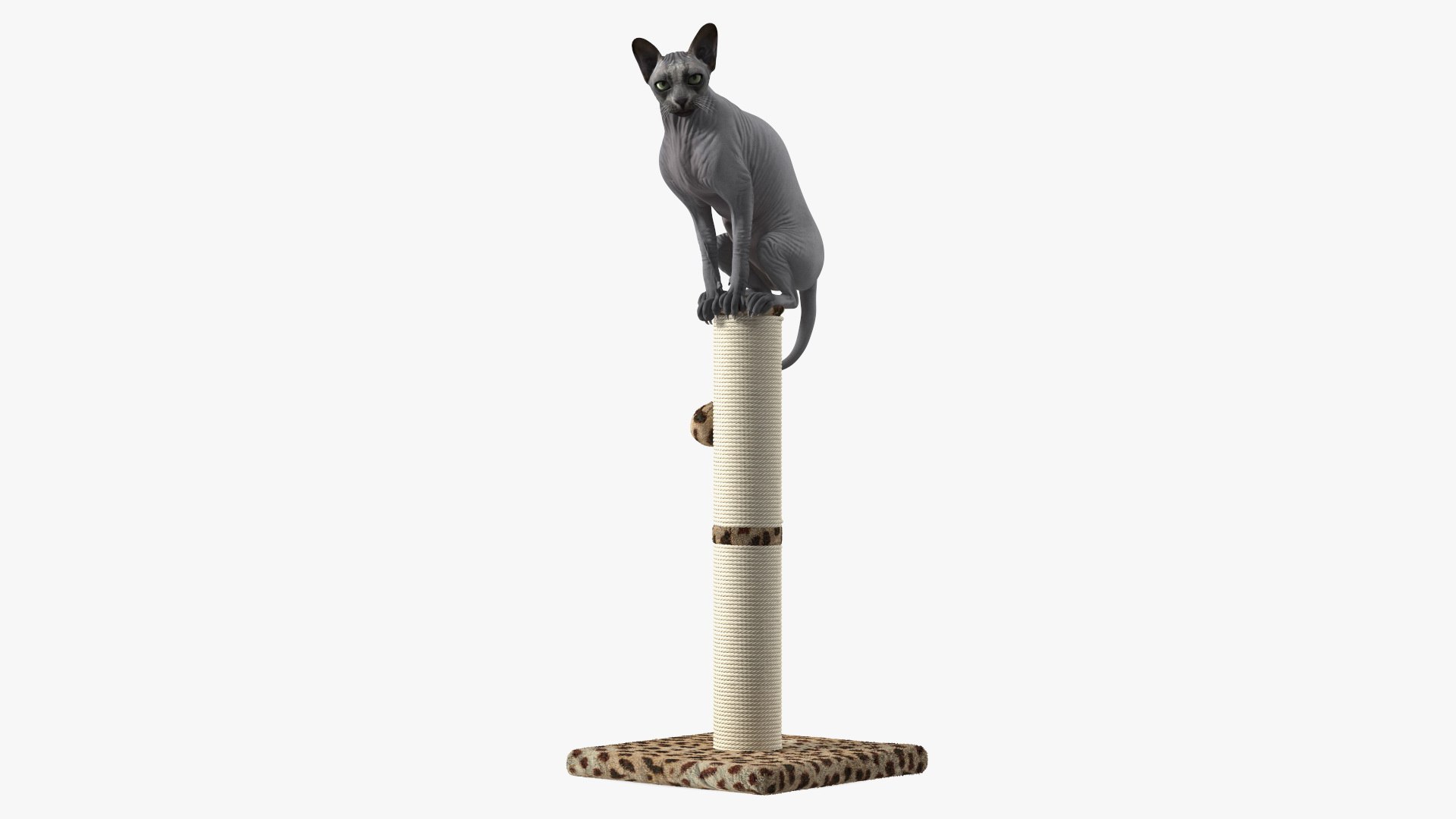 Cat Sitting On A Scratching Post 3D model preview