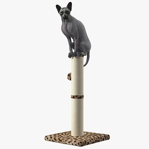 Cat Sitting On A Scratching Post model