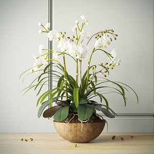 max orchid