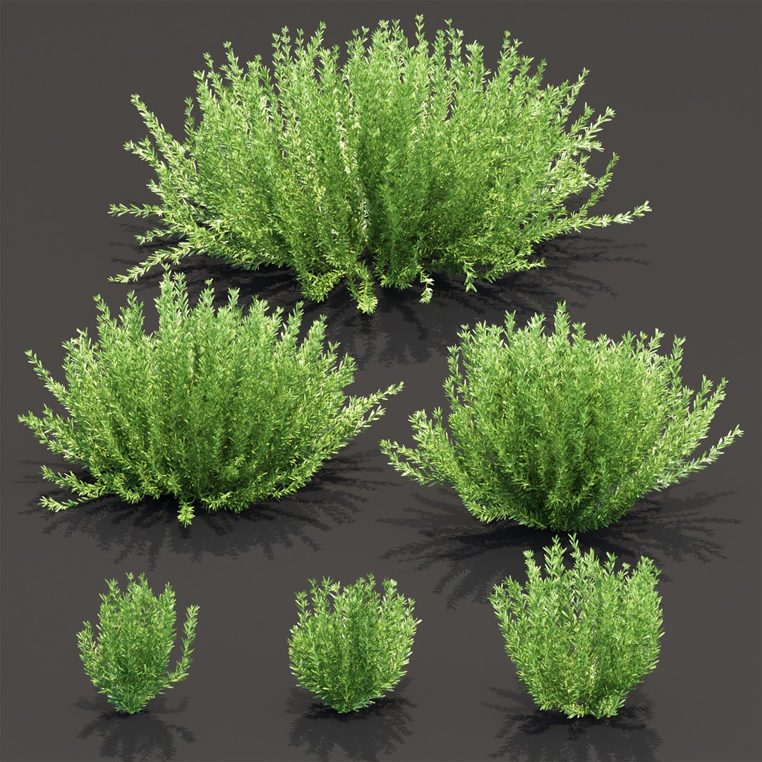 3D Rosemary Plants 497 3D Model model https://p.turbosquid.com/ts-thumb/R3/NgJX2O/Yx/3/jpg/1781793004/1920x1080/fit_q87/a7f735655234af6728a85e7fb3b2cc062ae02dcc/3.jpg