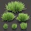 Modelo 3D de plantas de romero 497