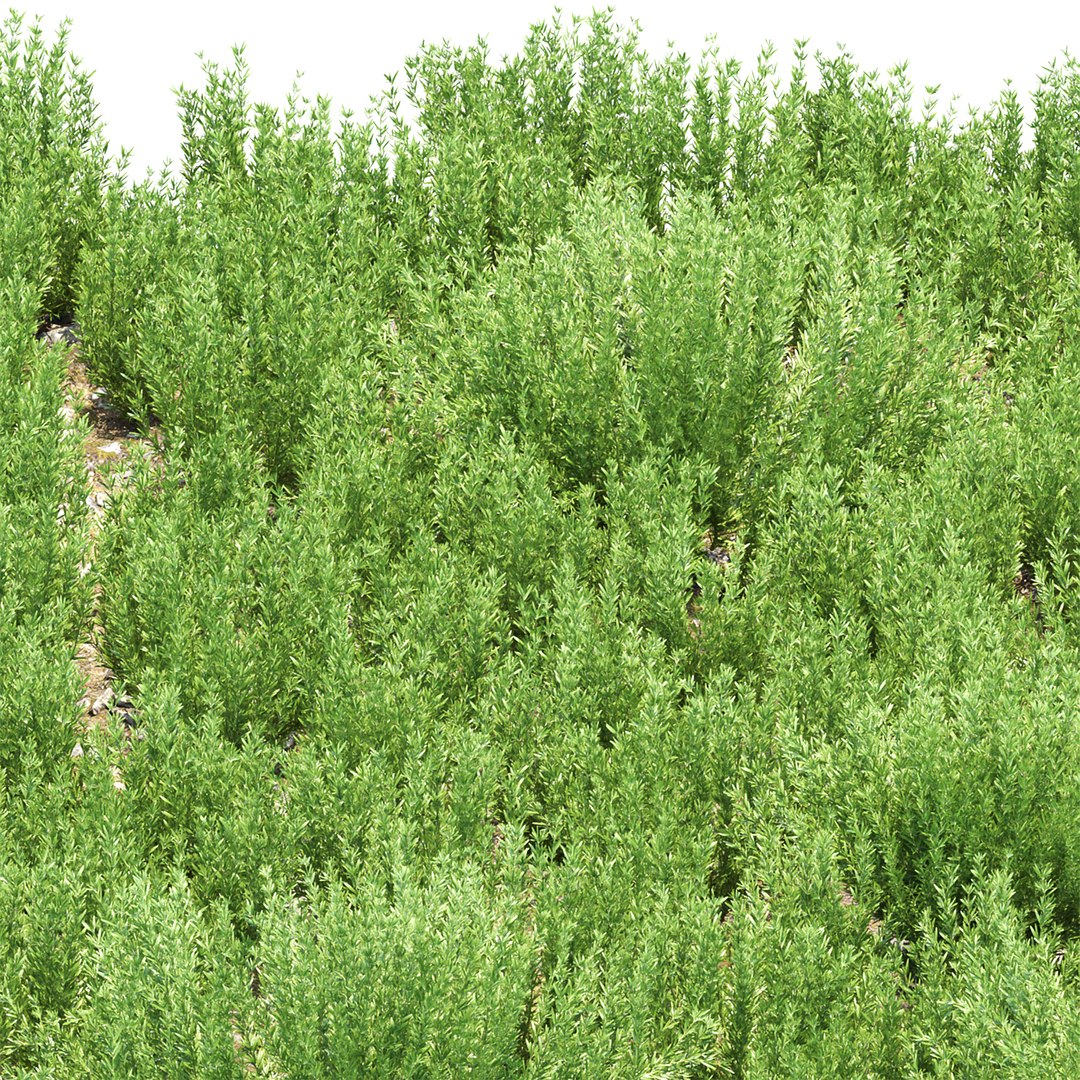3D Rosemary Plants 497 3D Model model https://p.turbosquid.com/ts-thumb/R3/NgJX2O/iW/2/jpg/1781793005/1920x1080/fit_q87/0c2dc4696483e9a84623b9915ae20fbda48a2213/2.jpg