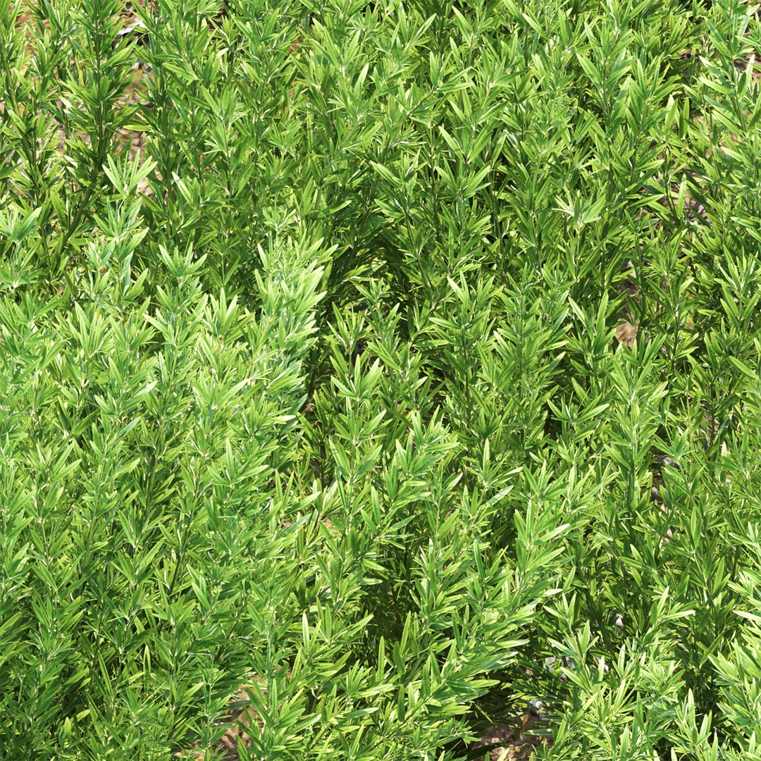 3D Rosemary Plants 497 3D Model model https://p.turbosquid.com/ts-thumb/R3/NgJX2O/sk/4/jpg/1781793006/1920x1080/fit_q87/a8076026d52330447a410af7d34676134875bd99/4.jpg