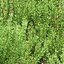 Modelo 3D de plantas de romero 497
