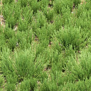 3D Rosemary Plants 497 3D Model model