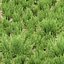 Modelo 3D de plantas de romero 497